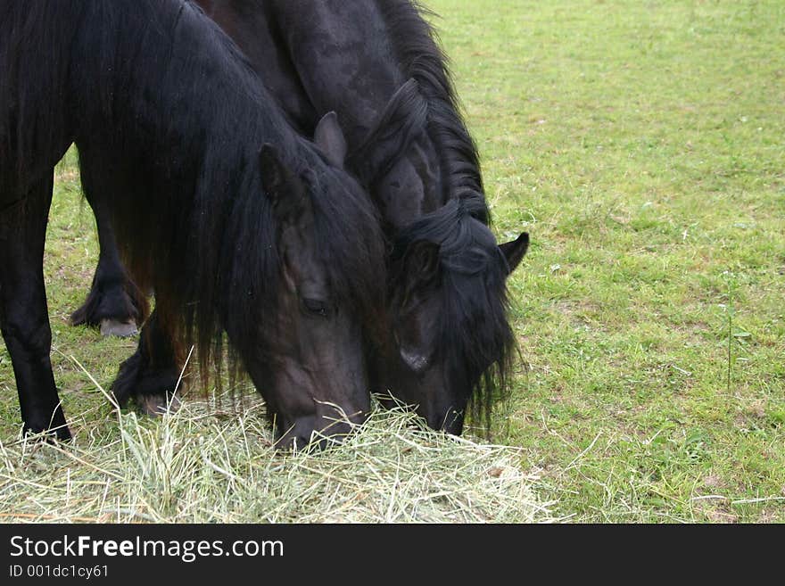 Fresian Horses eating hay. Fresian Horses eating hay