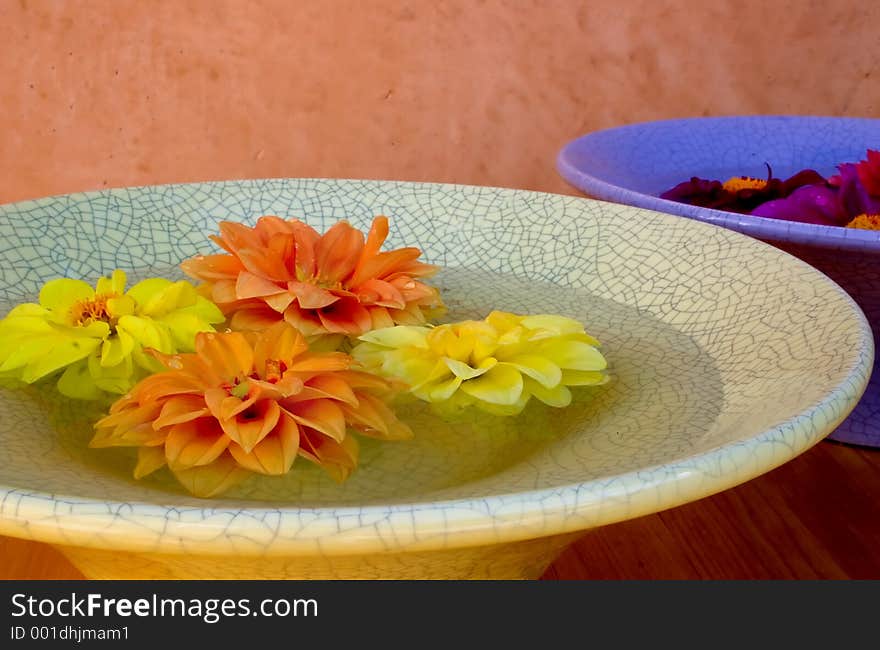 Dahlias floating in water. Dahlias floating in water