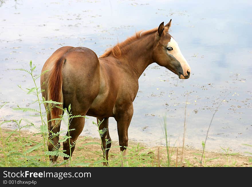 Bald faced chestnut filly, standing beside the watering hole among green reeds, summer day. Bald faced chestnut filly, standing beside the watering hole among green reeds, summer day.