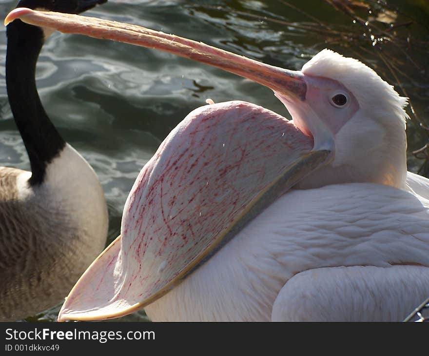 I had to take the photo of the pelican's sack folded back to front looked very funny