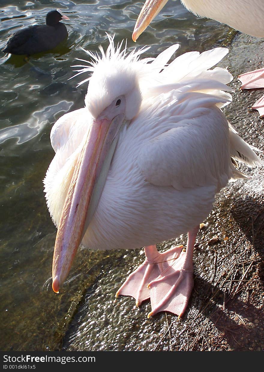 Pelican