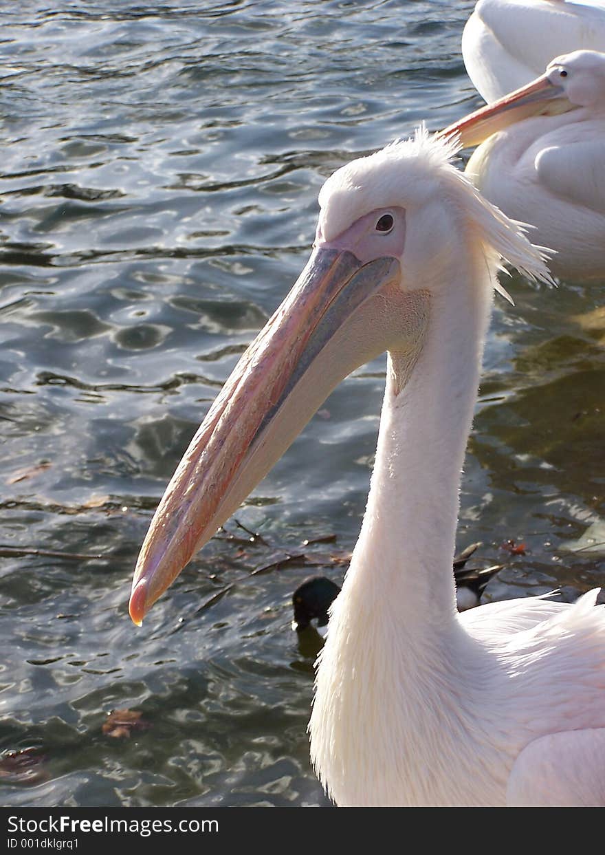 Pelican