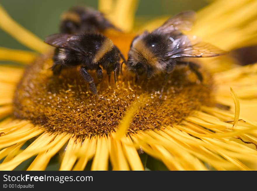 A swarm of bees on a yellow flower