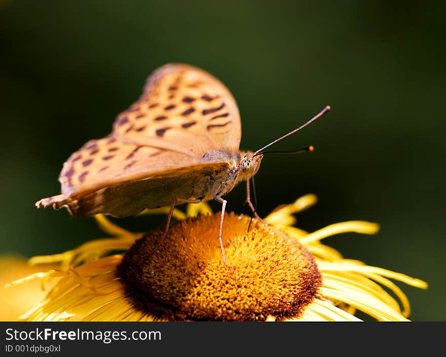 Orange butterfly