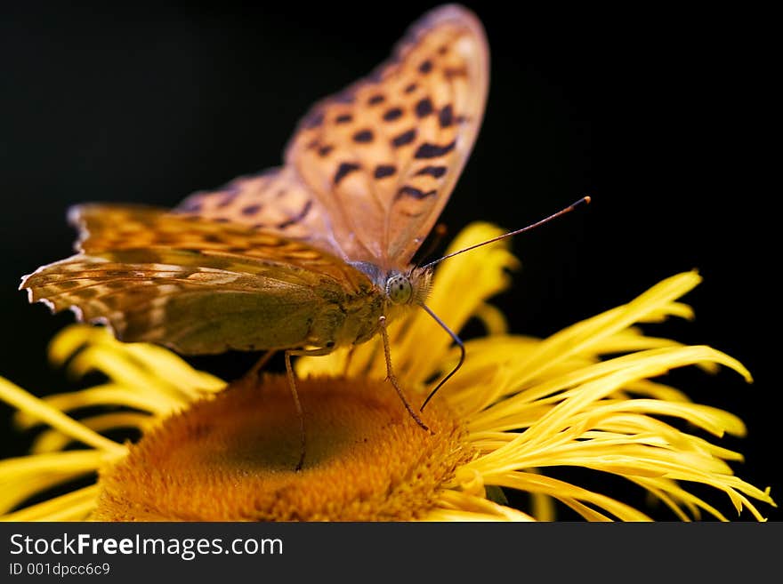 Orange butterfly on yellow flower