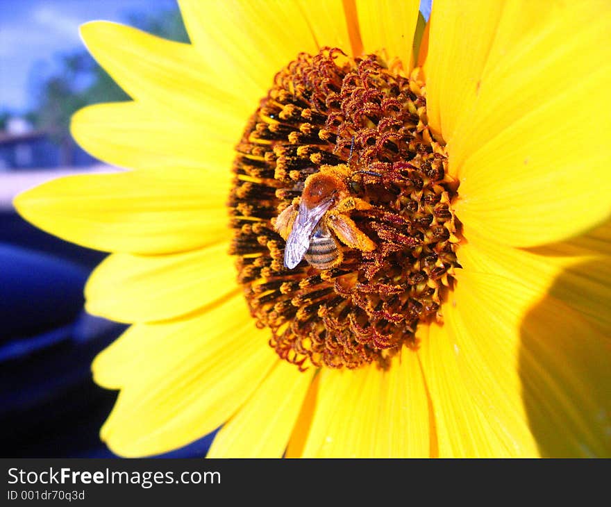 Bee on yellow flower