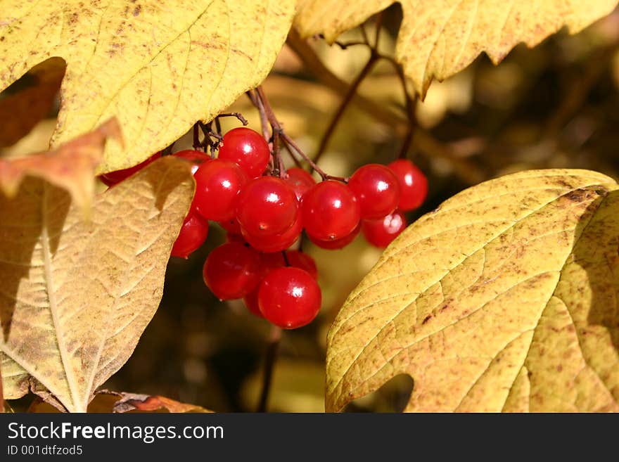 Red Berries Yellow Leaves