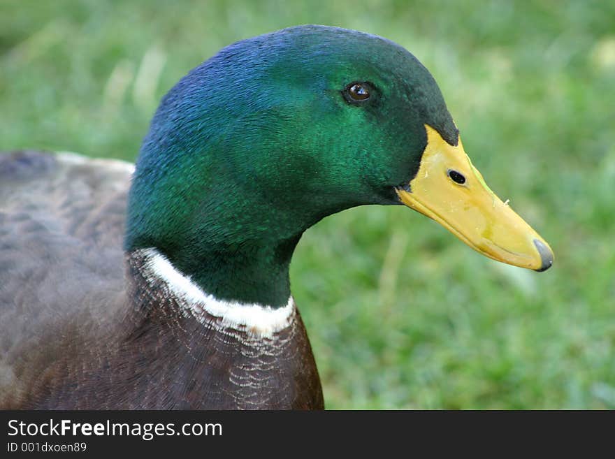 Close-up of the head of a male Mallard duck