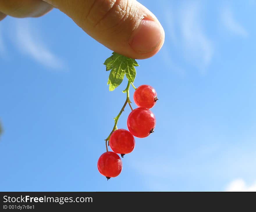 Holding red currants