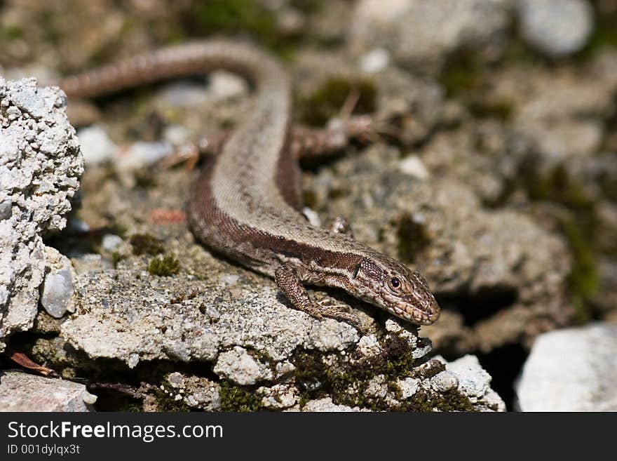 Gecko crawling between rocks