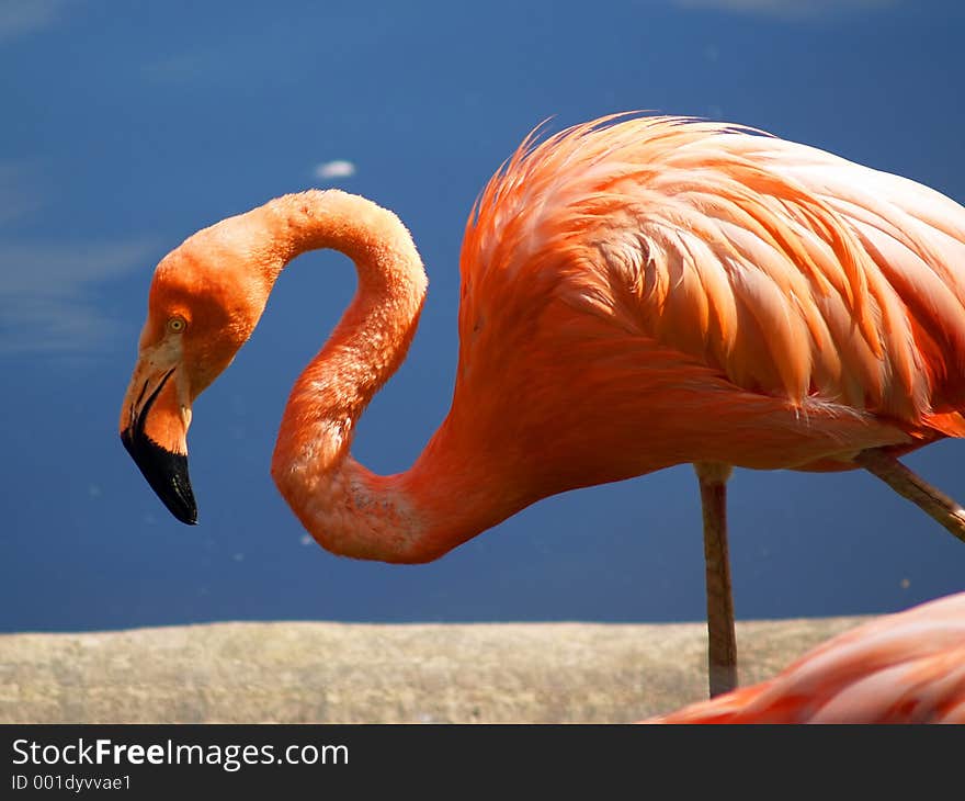 Flamingo [2]