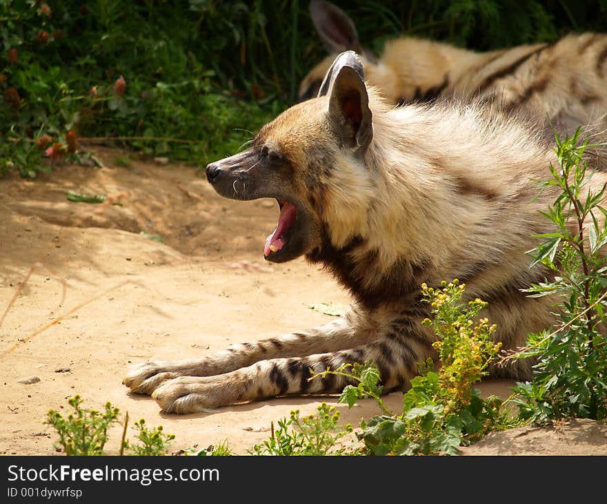 Hyena, Moscow Zoo. Hyena, Moscow Zoo