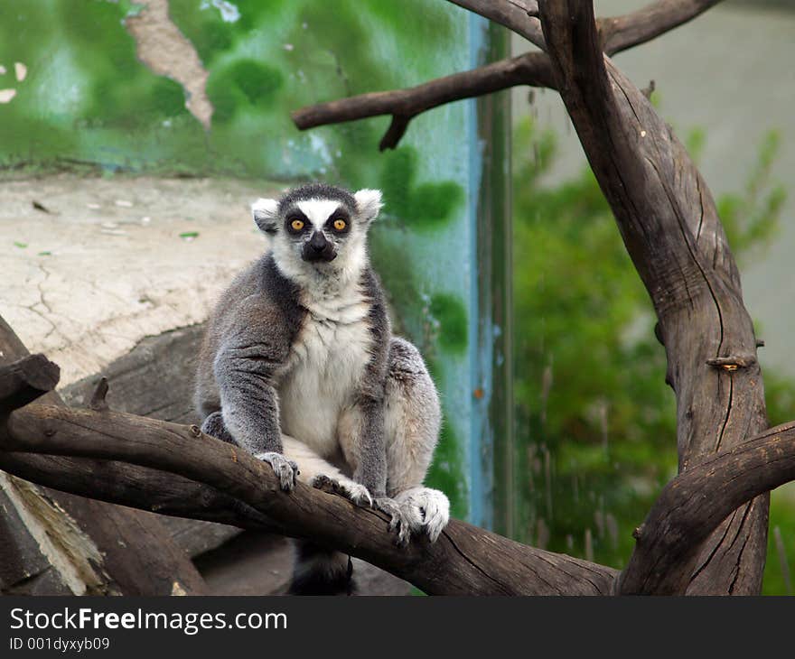 Lemur