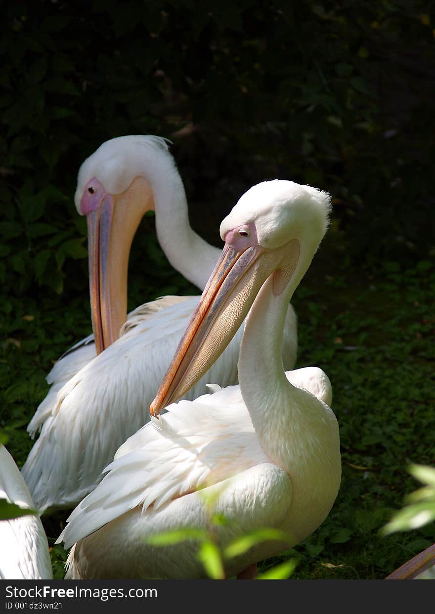 Pelican [1]