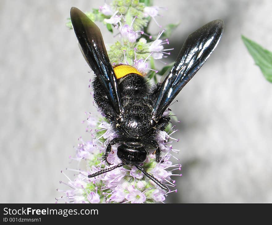 A black (and a little yellow) bee. A black (and a little yellow) bee