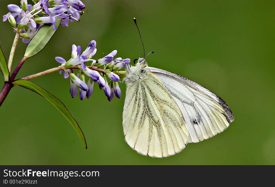 Butterfly and Buddliea