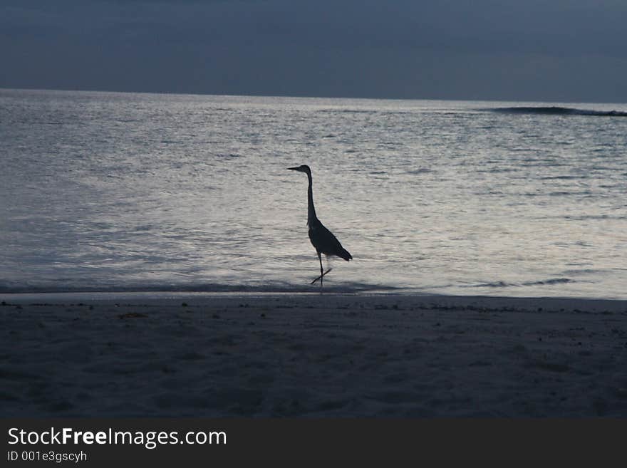 Bird On The Beach