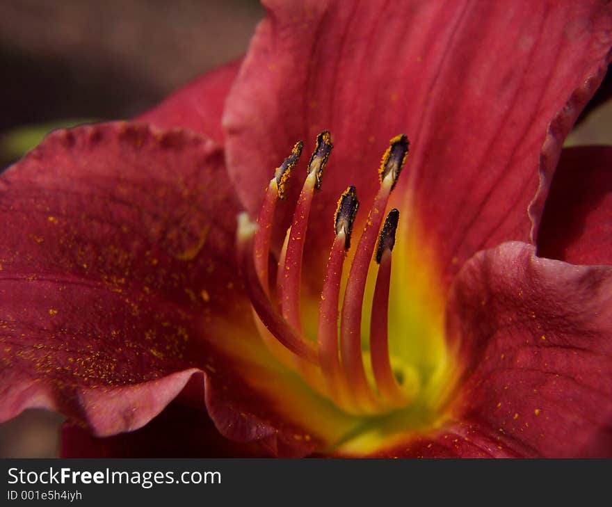 Dark Red Daylily View