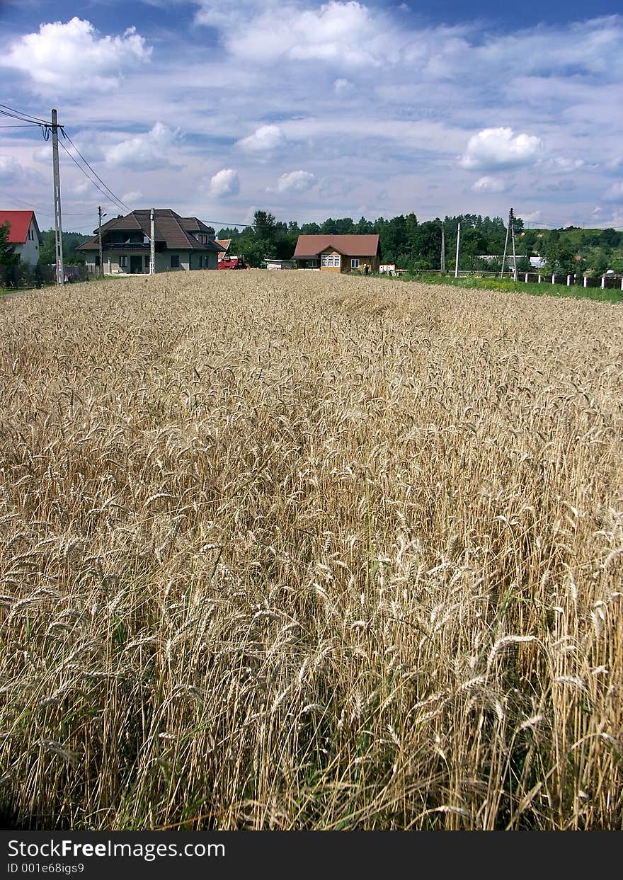 Countryside landscape with cornfield 0813_06. Countryside landscape with cornfield 0813_06