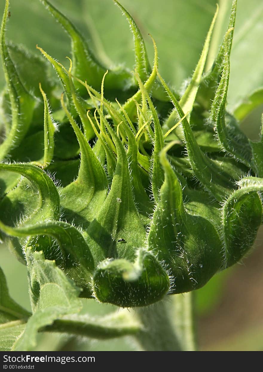 Unriped Sunflower