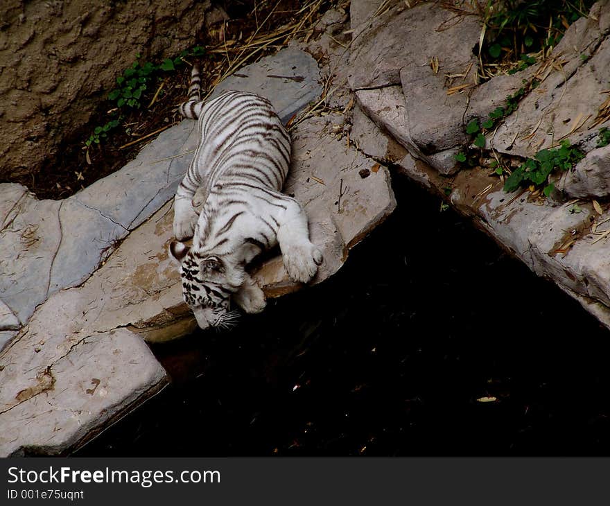 White tiger relaxing: a very large solitary cat with a yellow-brown coat striped with black, native to the forests of Asia