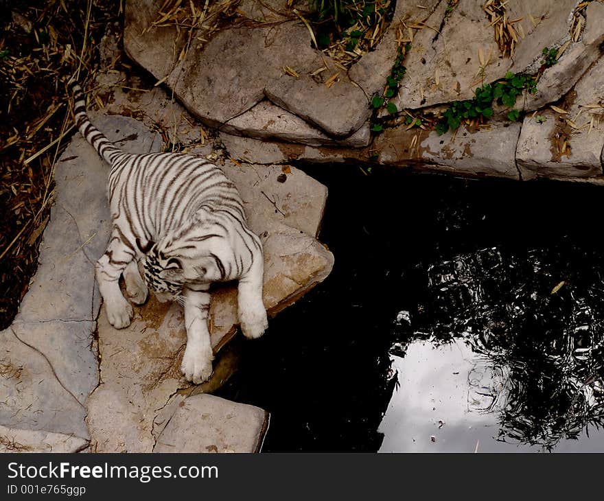 White Siberian's Tiger:a very large solitary cat with a yellow-brown coat striped with black, native to the forests of Asia. White Siberian's Tiger:a very large solitary cat with a yellow-brown coat striped with black, native to the forests of Asia