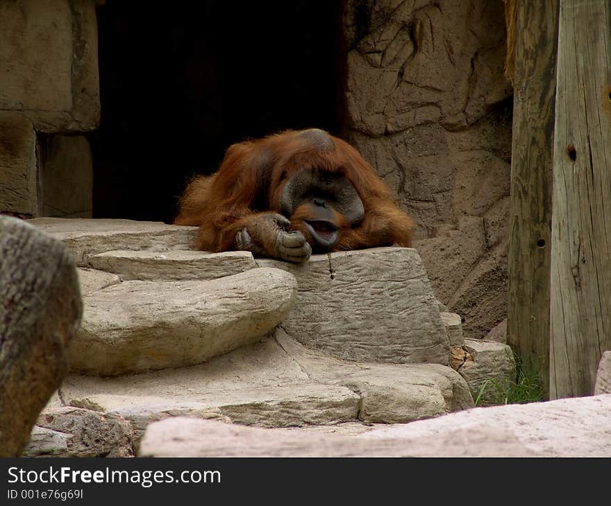 Orangutan Lazy 2