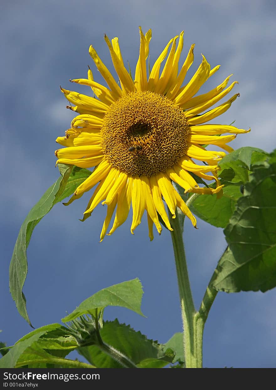 Sunflower against the blue sky with bee. Sunflower against the blue sky with bee