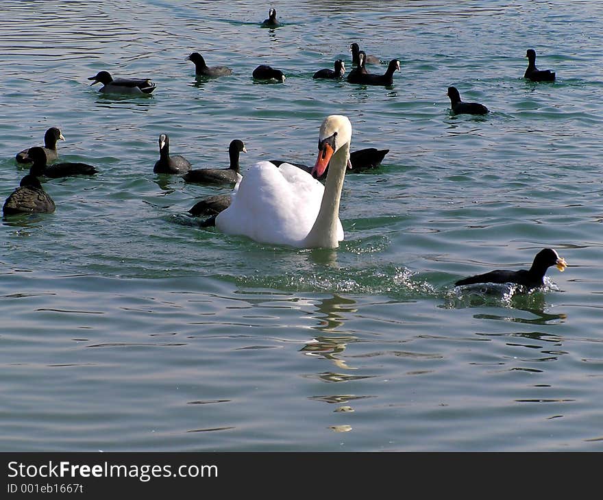 Big swan escorted by little black ducks