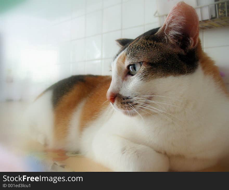 Side view of a white/brown/black cat. Side view of a white/brown/black cat