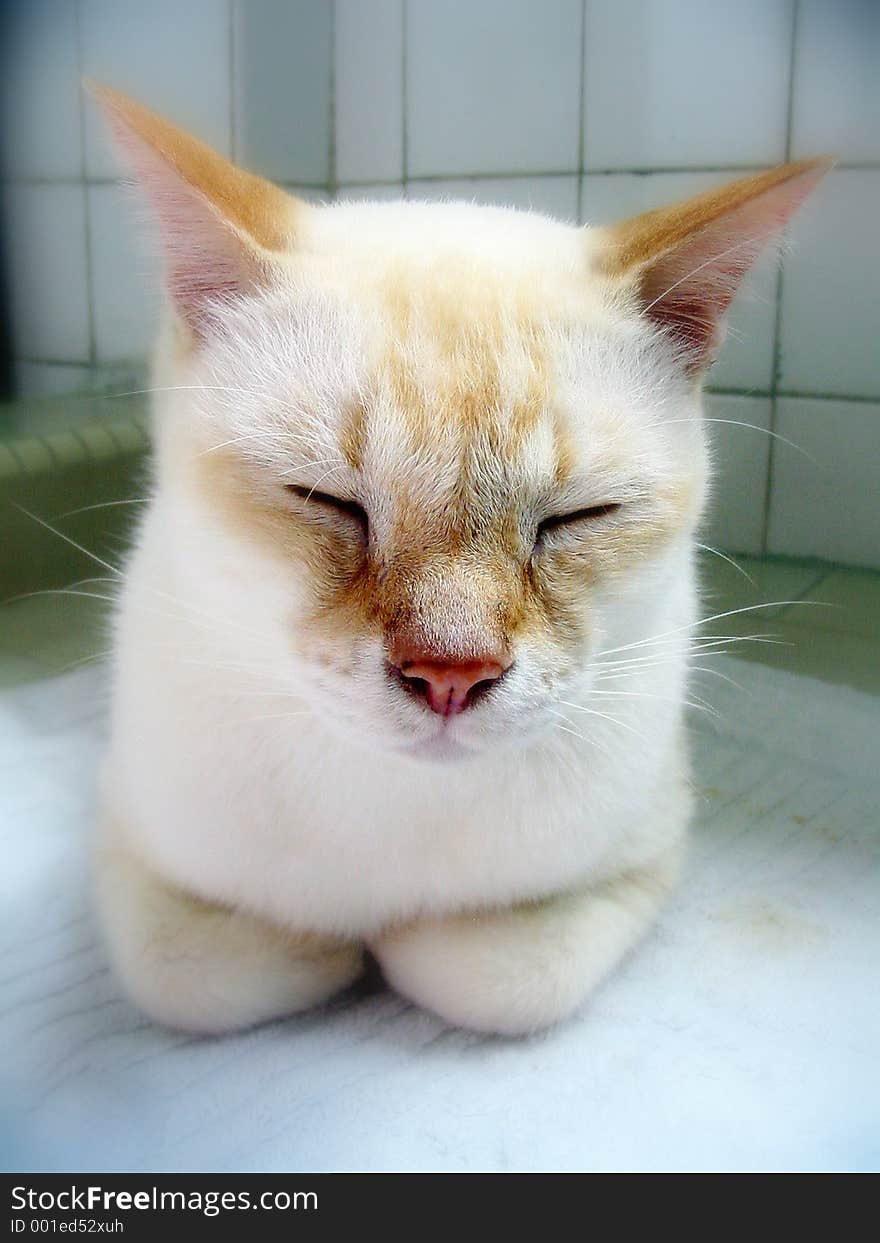 Sleeping white cat with pointy ears