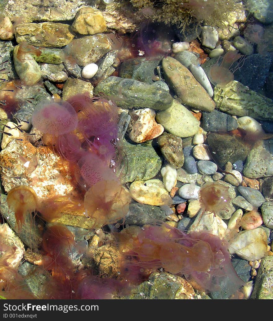 Medusa = Jelly Fish in Greek A family of jelly fish and a small floc of very small fish nearby. OLYMPUS DIGITAL CAMERA. Medusa = Jelly Fish in Greek A family of jelly fish and a small floc of very small fish nearby. OLYMPUS DIGITAL CAMERA