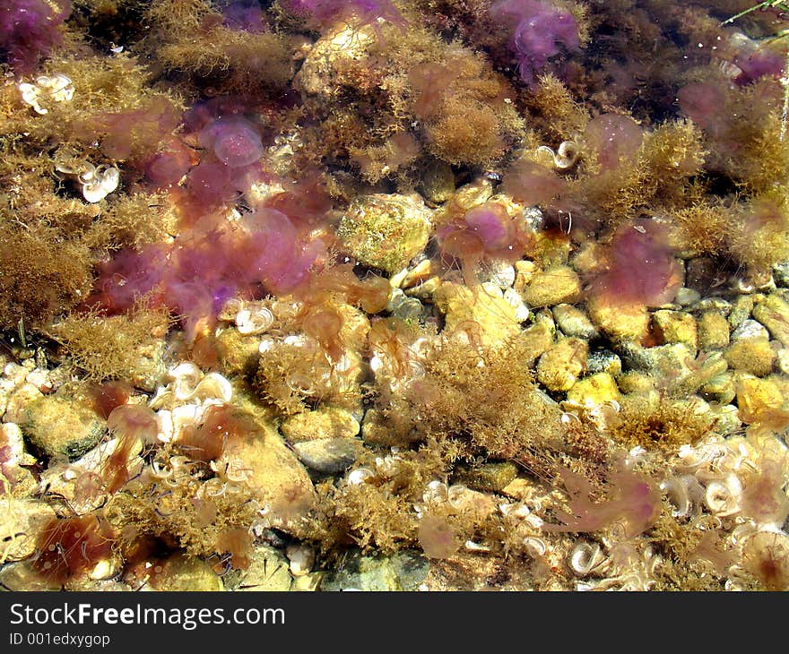 Purple Jelly fish! OLYMPUS DIGITAL CAMERA