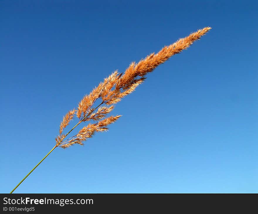 On a background of the sky. On a background of the sky.