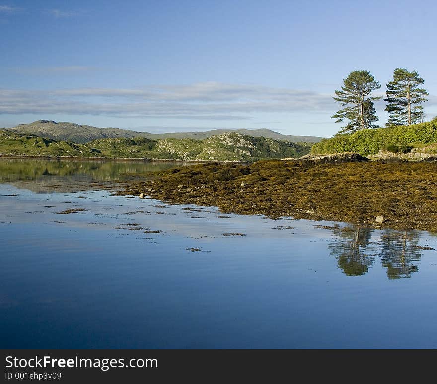 Trees reflected in a lake. Trees reflected in a lake