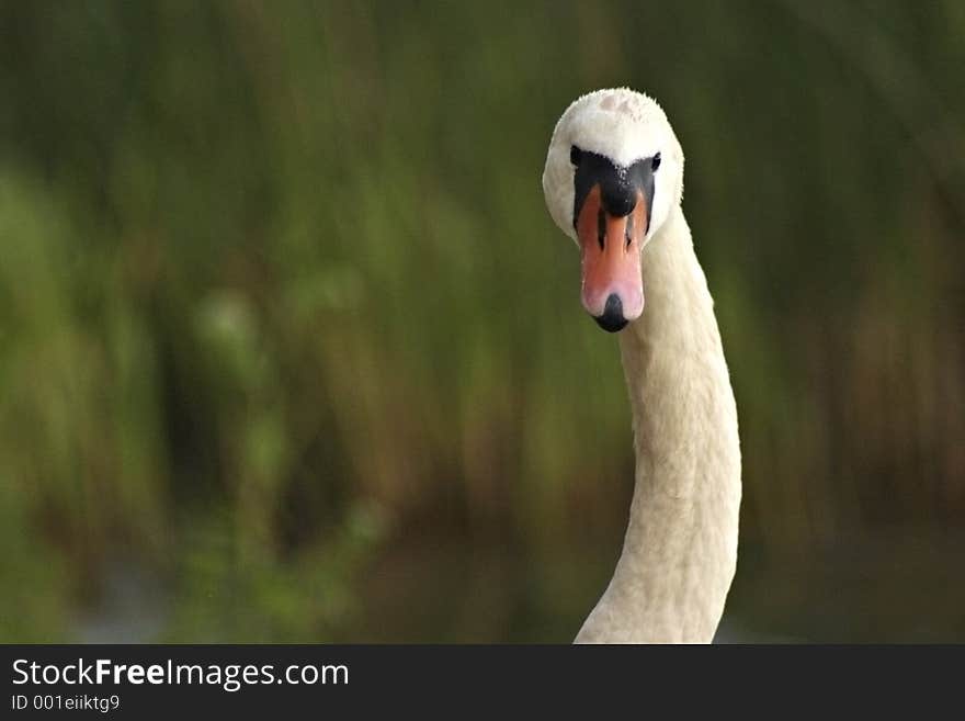 Beauty swan on green background. Beauty swan on green background