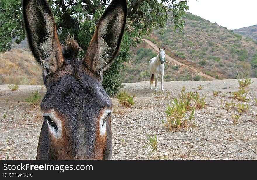 Close up head shot of brown Spanish Donkey looking straight at camera with white horse walking towards it from behind. Close up head shot of brown Spanish Donkey looking straight at camera with white horse walking towards it from behind