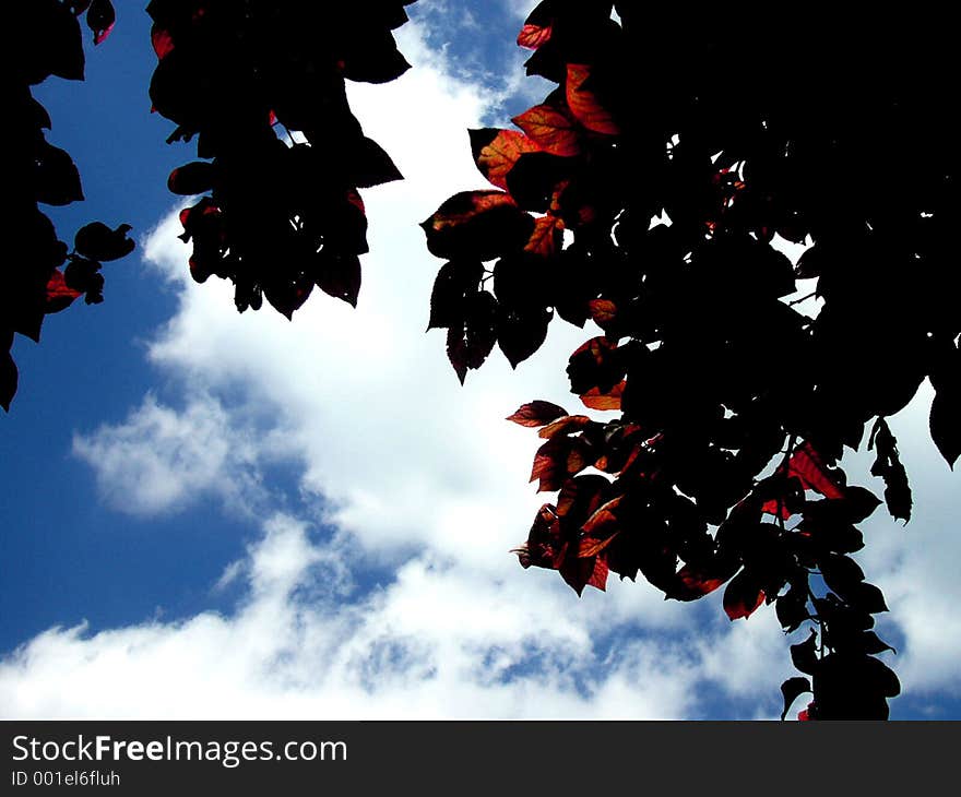 Autumn leaves in the sun. Autumn leaves in the sun