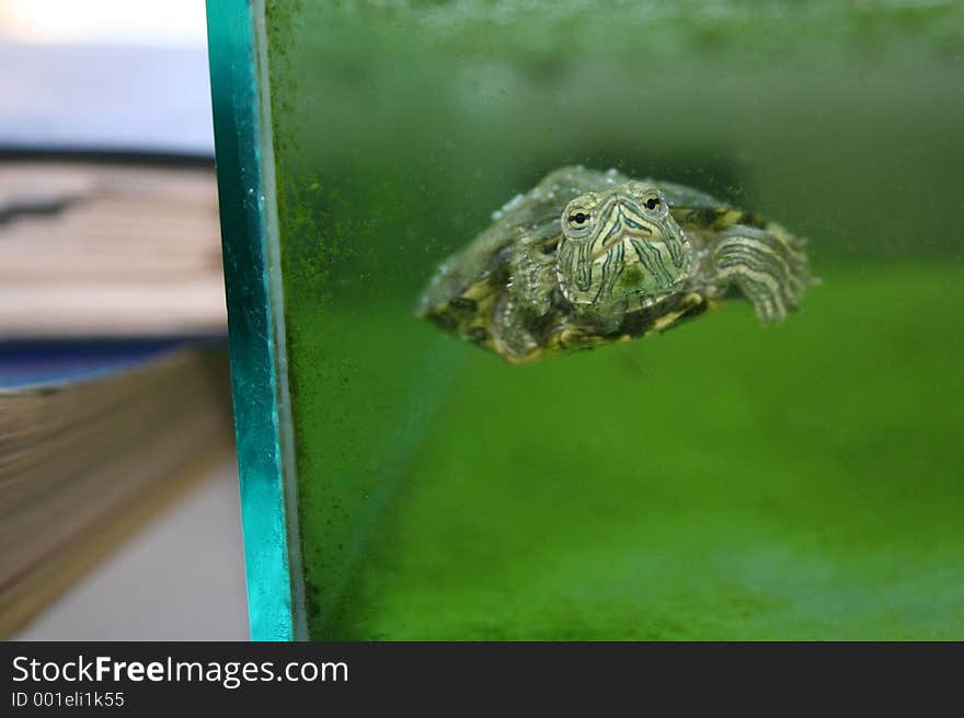 Turtle in aquarium