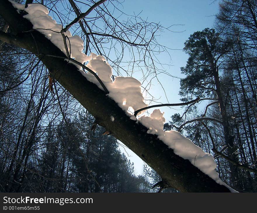 Tree in snow