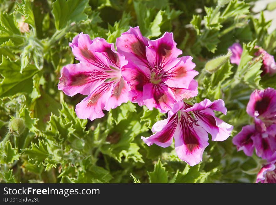 Blooms on a Martha Washington flower. Blooms on a Martha Washington flower.