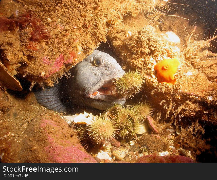 Atlantic Wolffish taking urchin