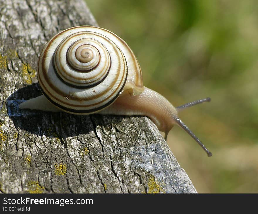 Snail