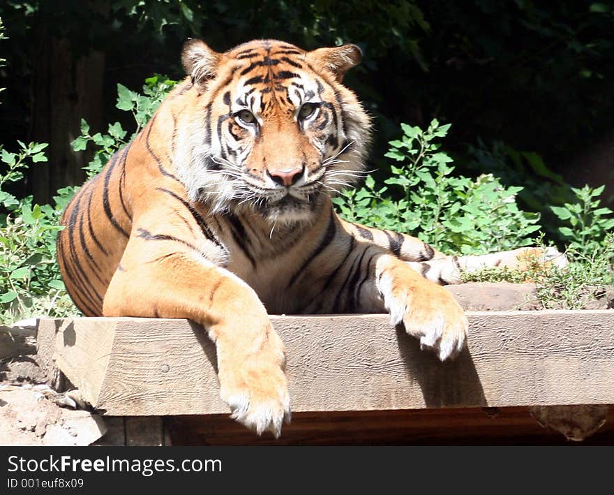 A face on view of a tiger. A face on view of a tiger