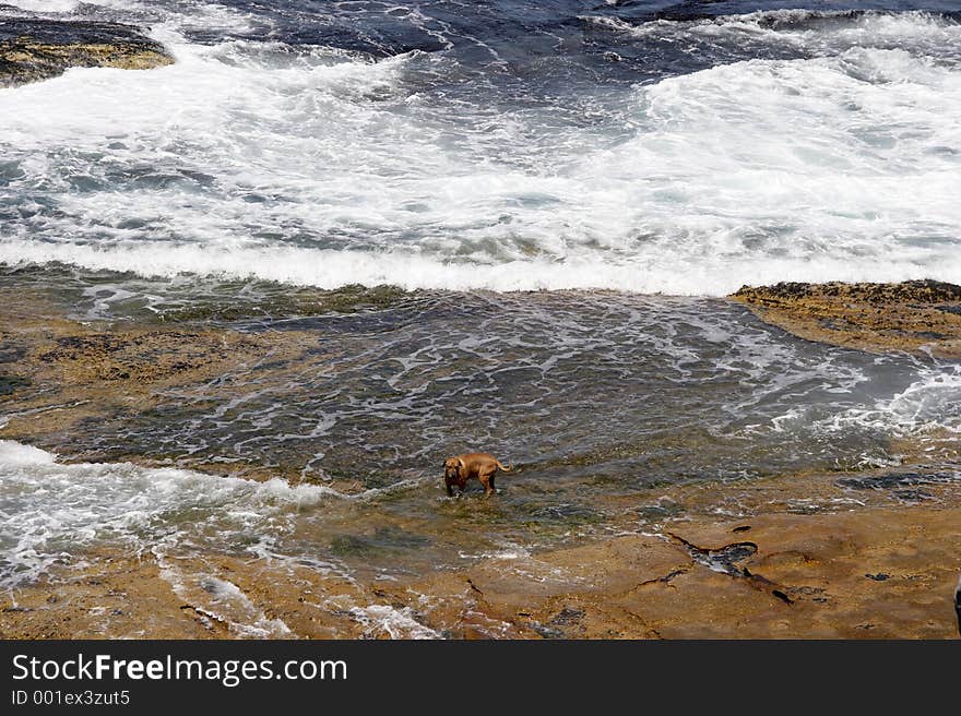 A dog in a dangerous environment. A dog in a dangerous environment