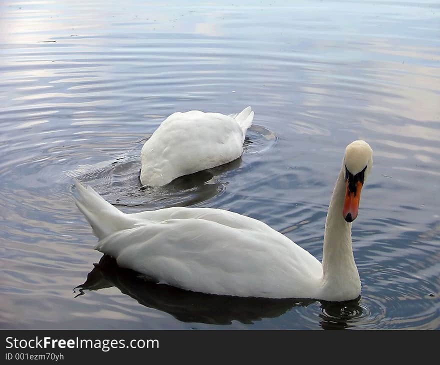 A pair of swans