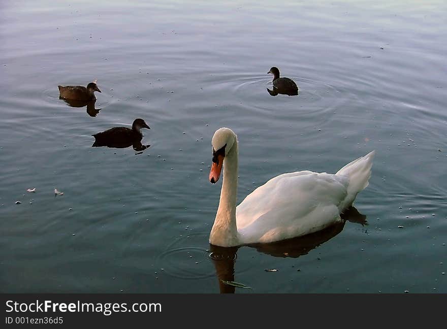 A swan swimming with coots.