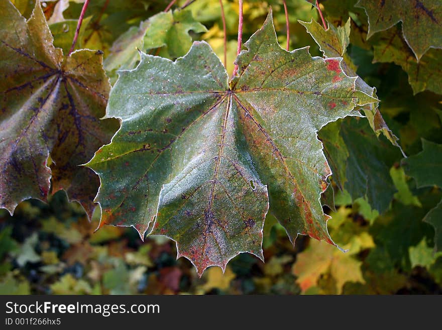 Autumn, morning, frost. Autumn, morning, frost