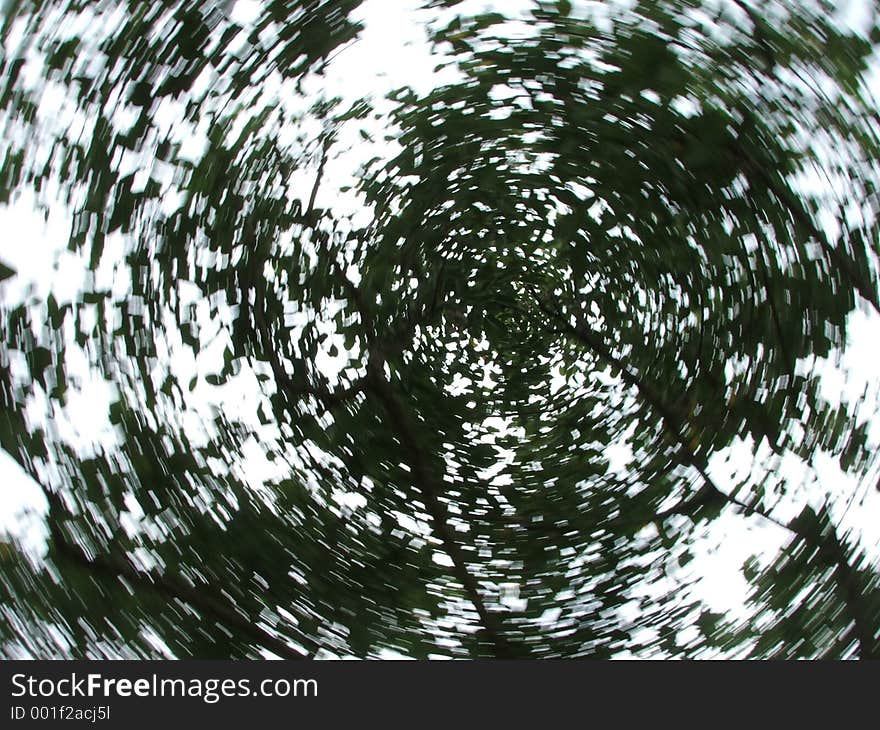 A shot at a tree's foliage while twirling the camera. A shot at a tree's foliage while twirling the camera