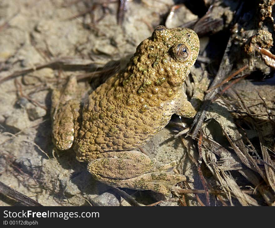 Frog 0813_64